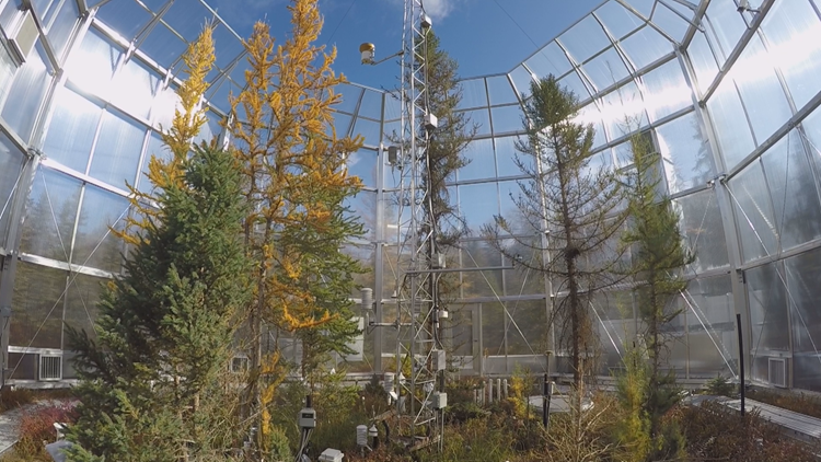 experimental forest minnesota