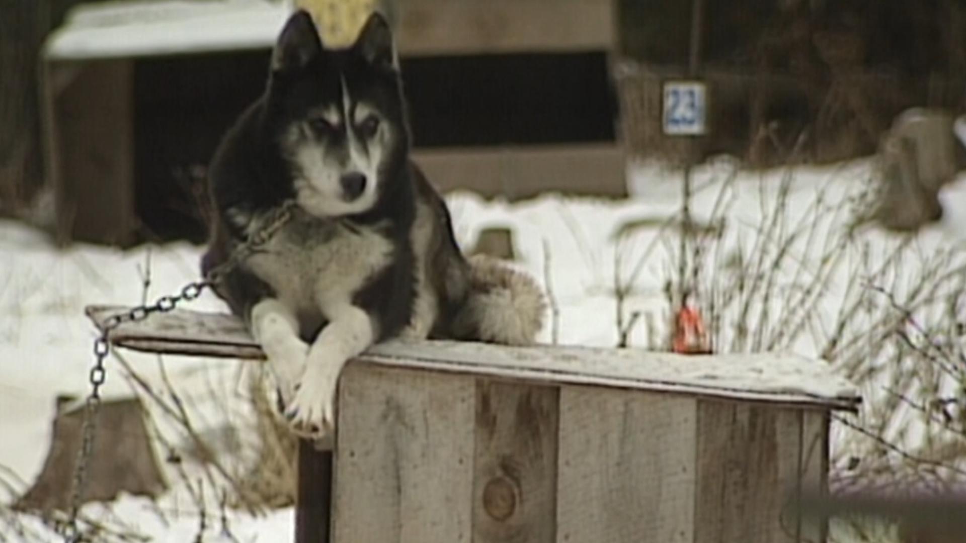 After a team of dogs finished their run in the Antarctic, the Australian government shipped them to Minnesota instead of putting them down.