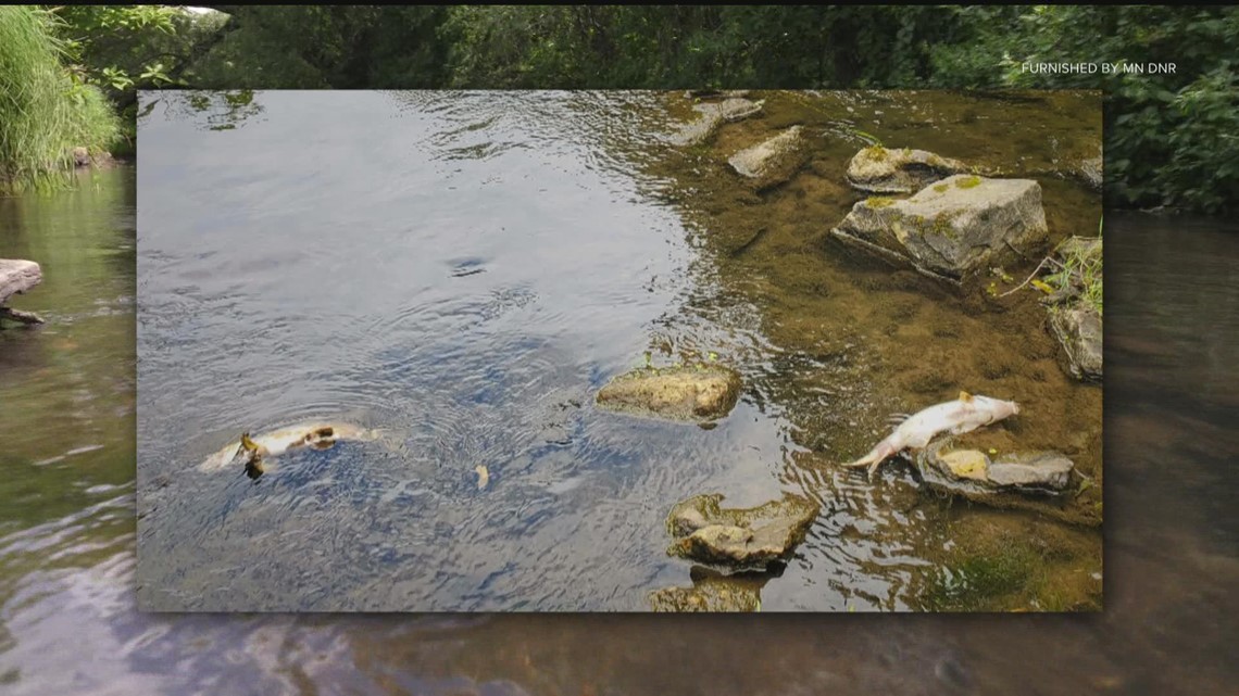 Study: Climate change will make MN fish kills much more likely...and complicated - Vimarsana News