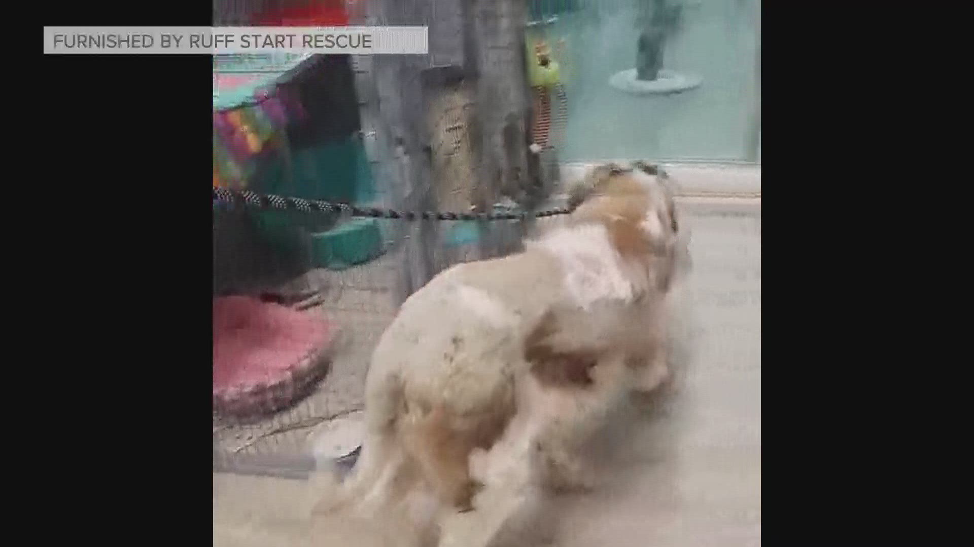 After 17 days in the cold, things are looking up for Old Lady the St. Bernard. (Video furnished by Ruff Start Rescue) https://kare11.tv/2Rd8gvn