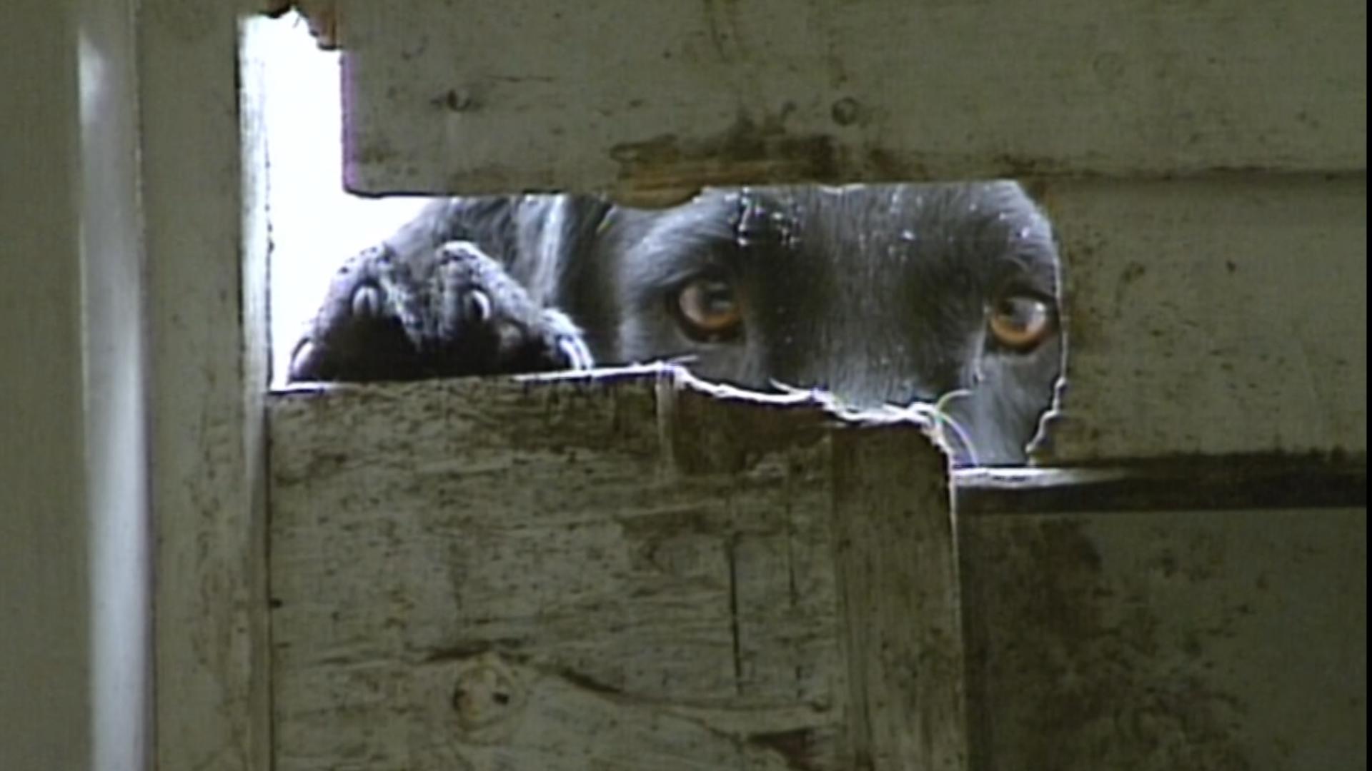 One woman takes on a mission: finding homes for abandoned and unwanted pets in Wright County, Minnesota.