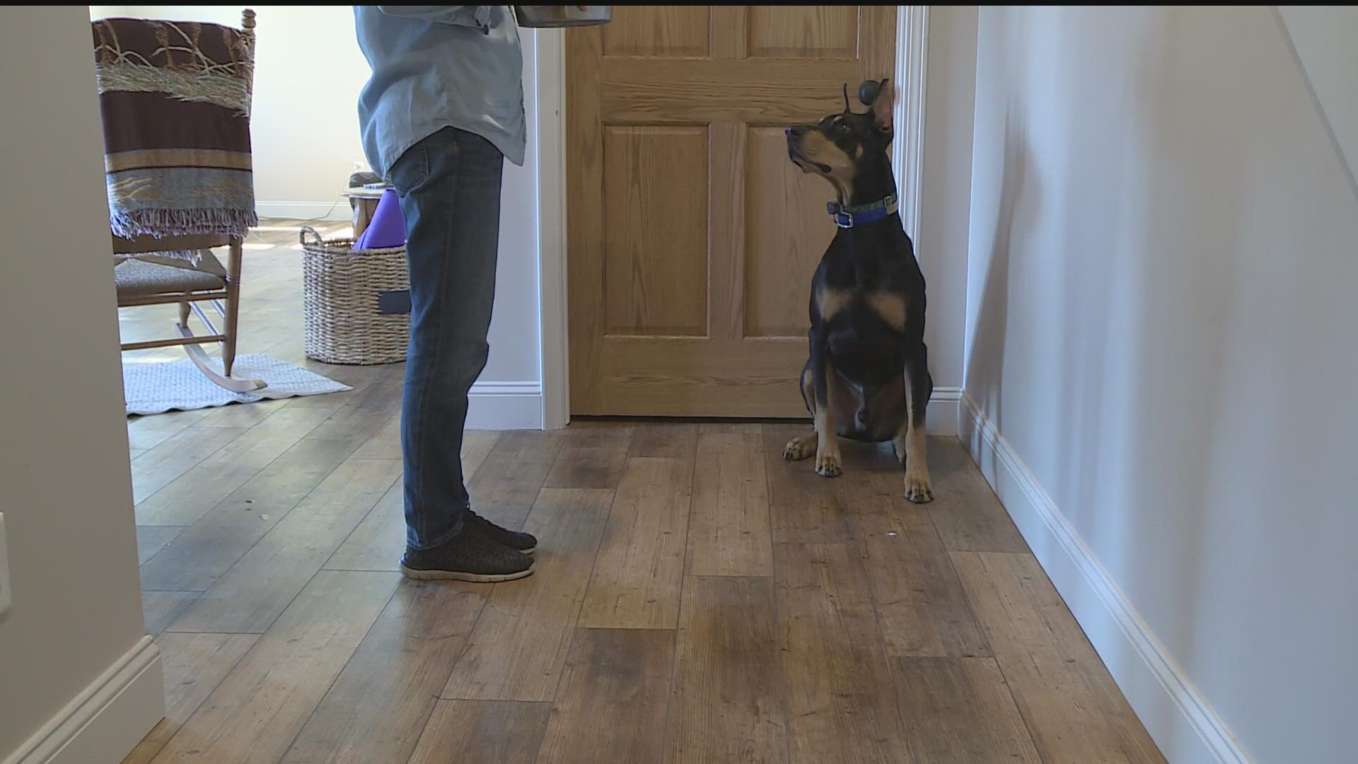 We're talking about bringing adult dogs into your home, and steps to take for a smooth transition, especially if you already have a dog.