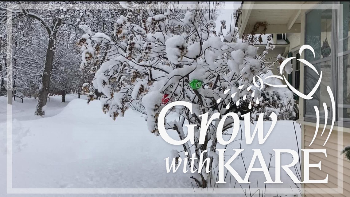 Grow with KARE: Bending branches after heavy snow