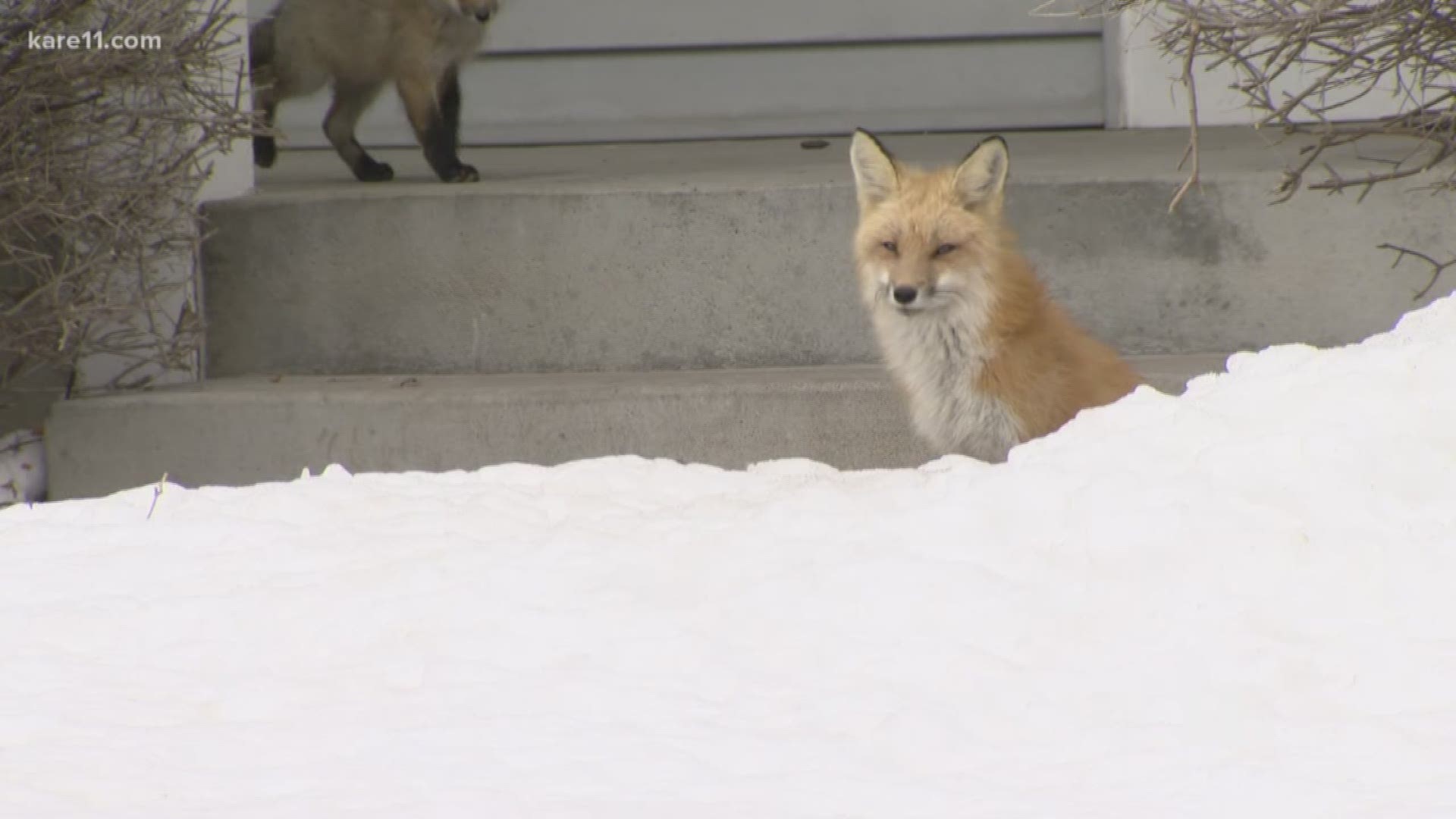 Foxes causing big stink for MN family