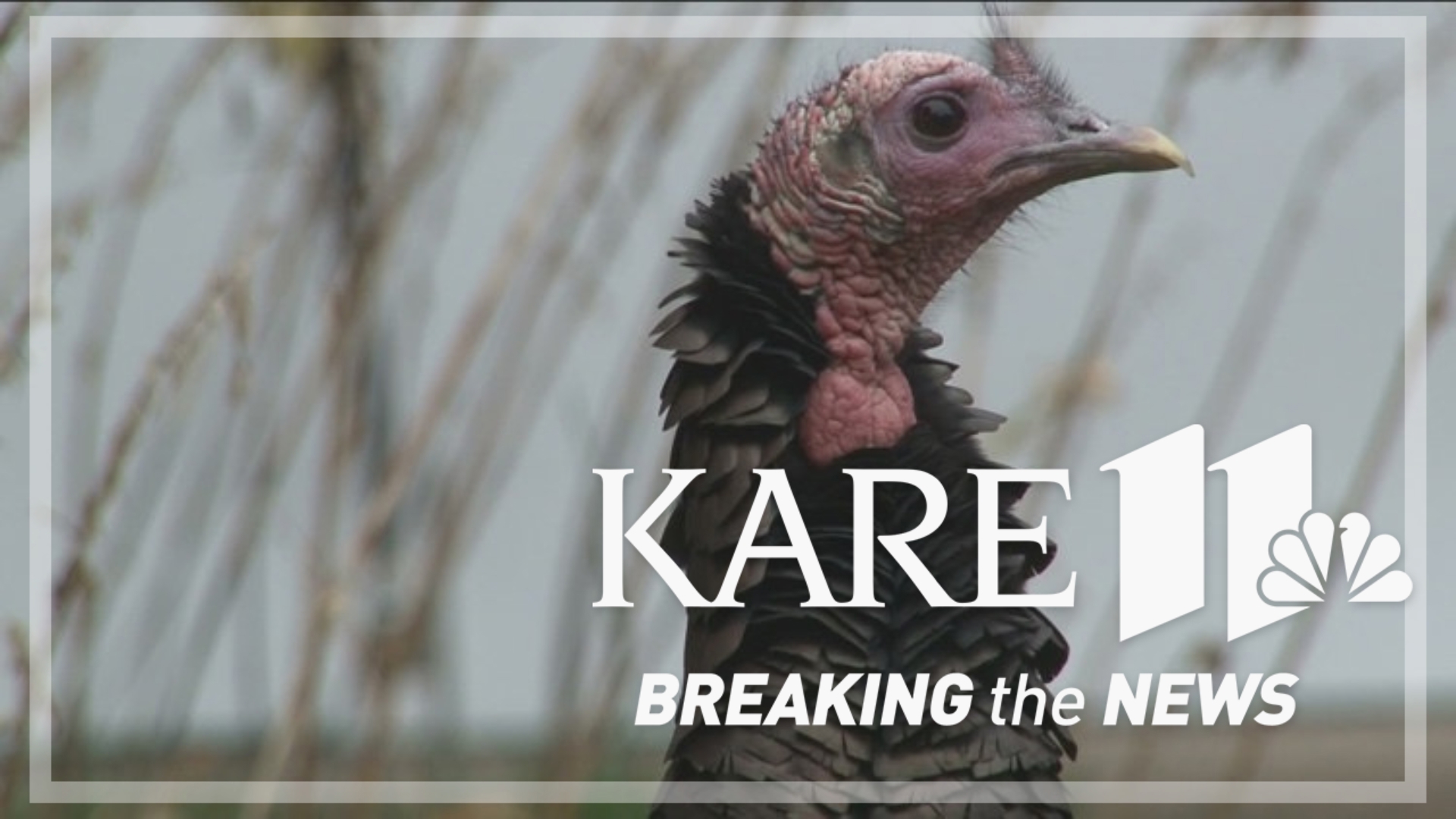 Experts said wild turkeys get used to their environment, so people and cars don't bother them after a while.