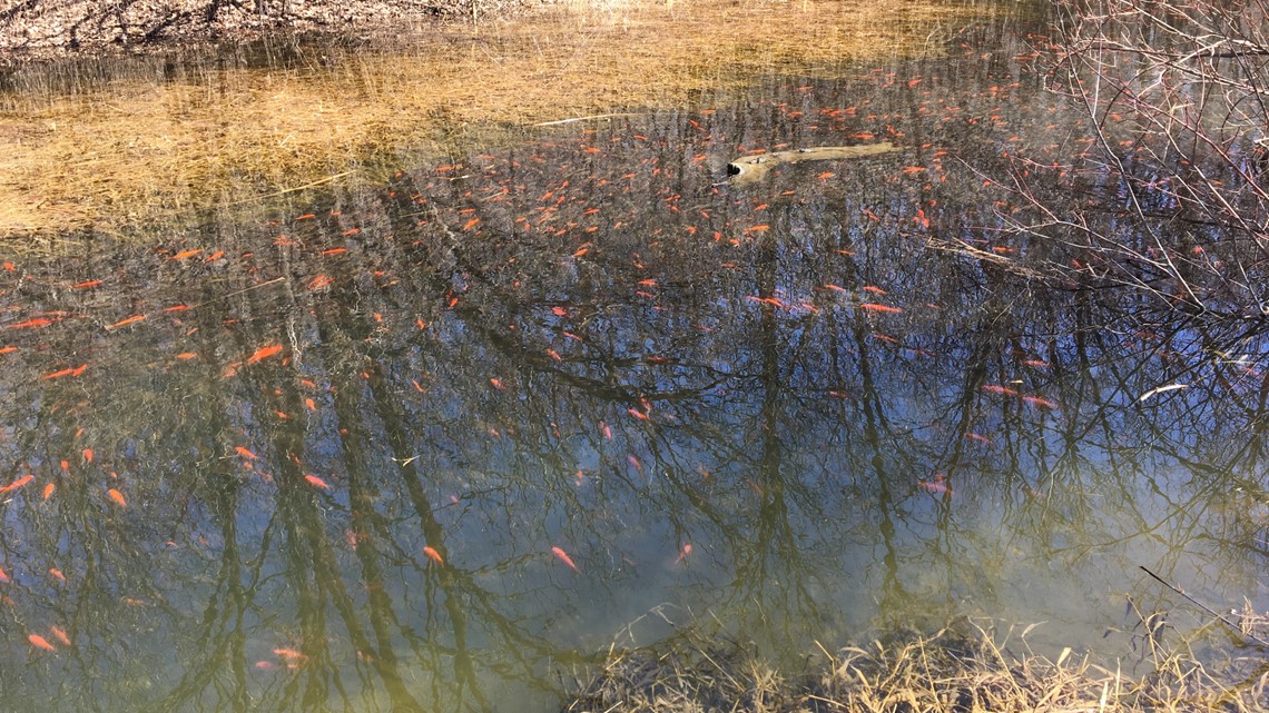 Invasive goldfish have taken over a Carver Co. chain of lakes
