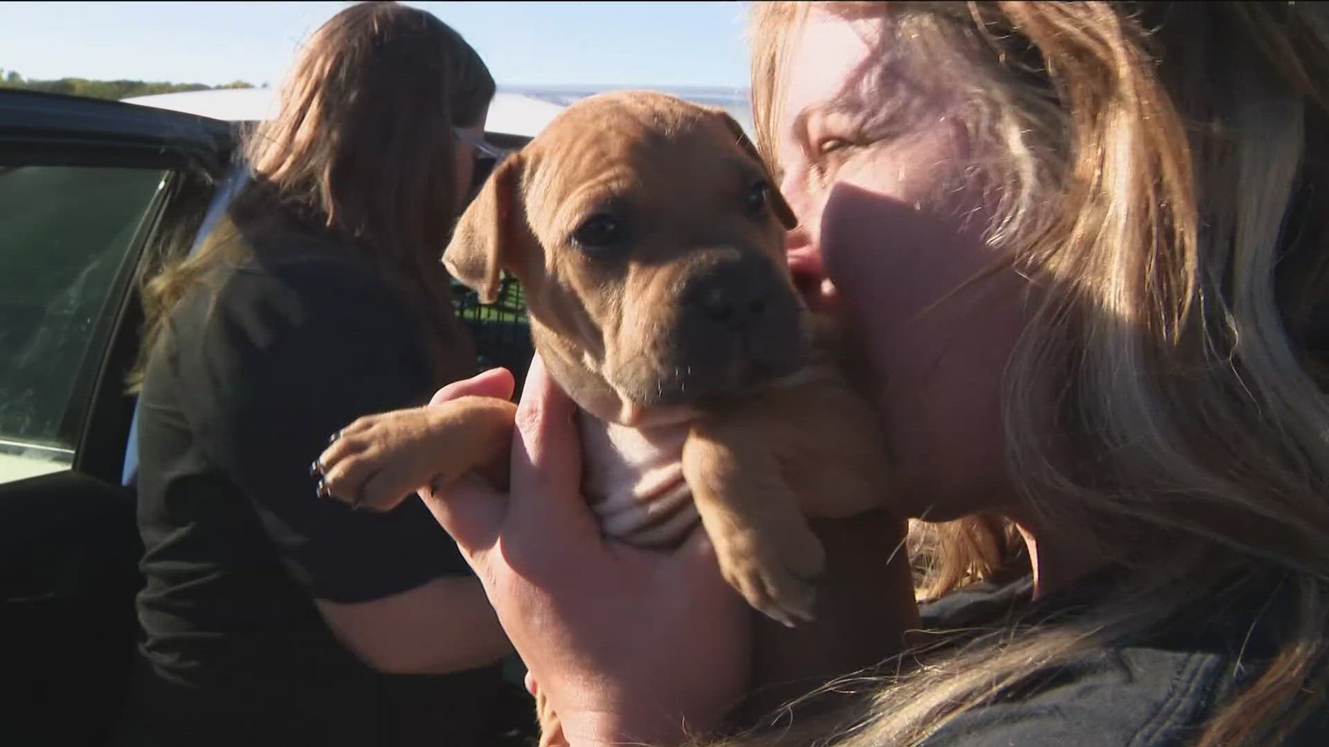 The dogs arrived in Minnesota on Friday night and will be up for adoption in two to three weeks.