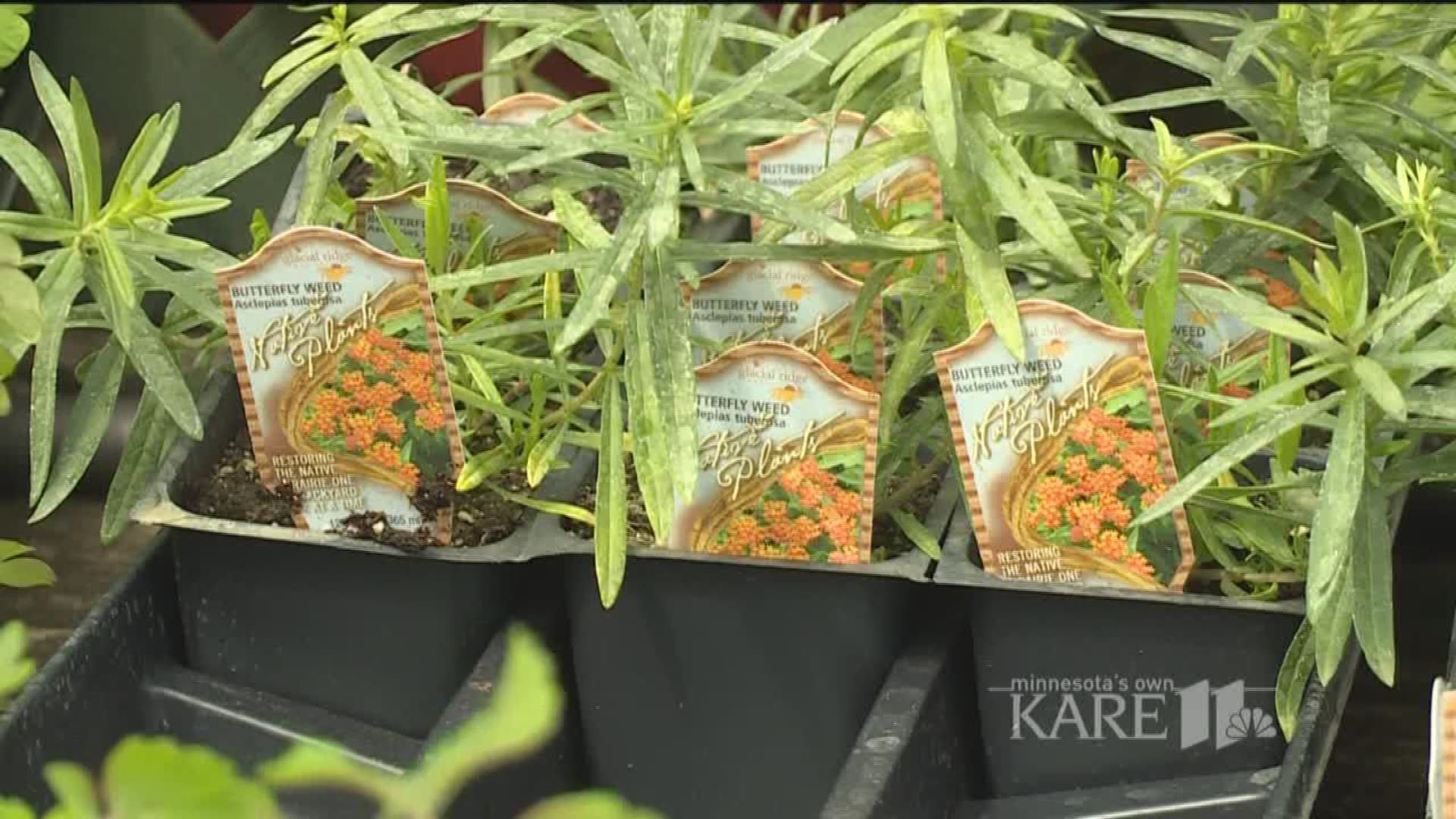 Grow With KARE: Butterfly weed