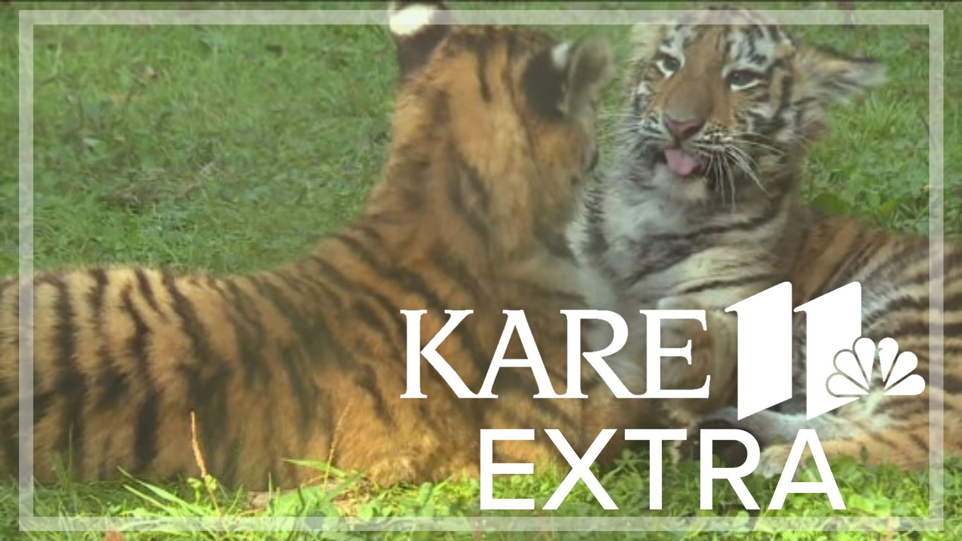 The striped siblings were born in May and are growing quickly. Discover their diet, sleeping quarters and more in this KARE 11 Extra.