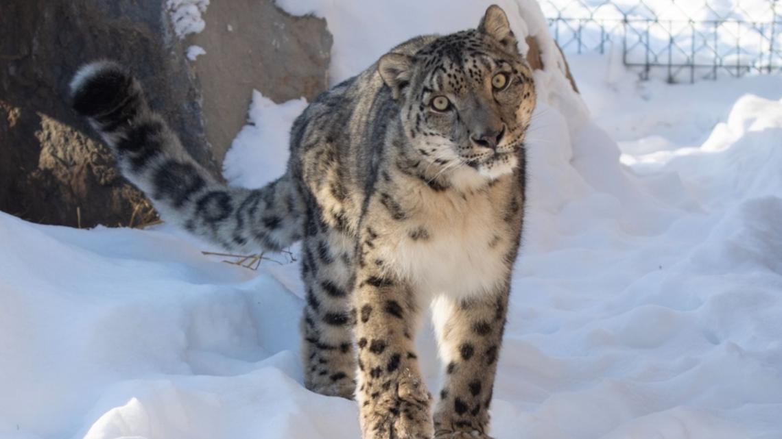 Snow leopard retires at Minnesota sanctuary