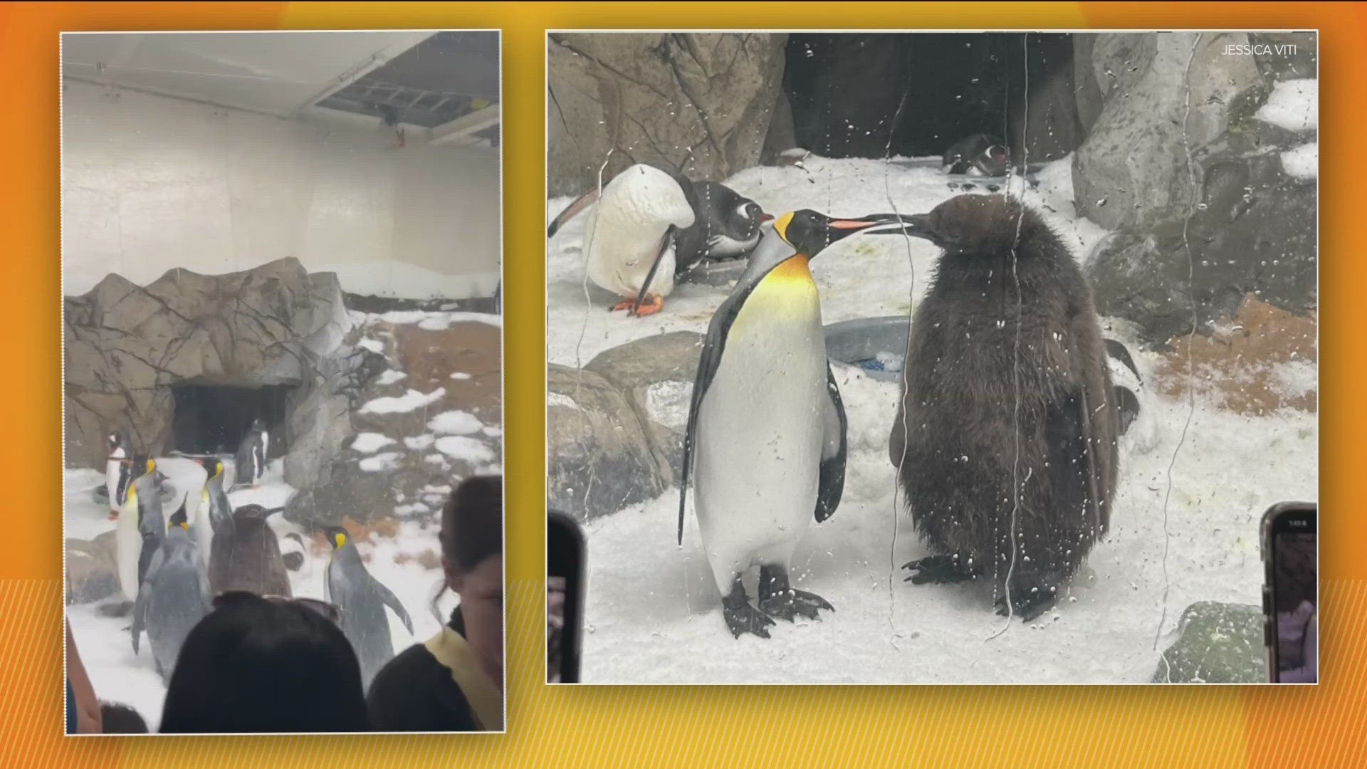 Pesto has gone viral as he is abnormally large for a nine-month-old penguin.