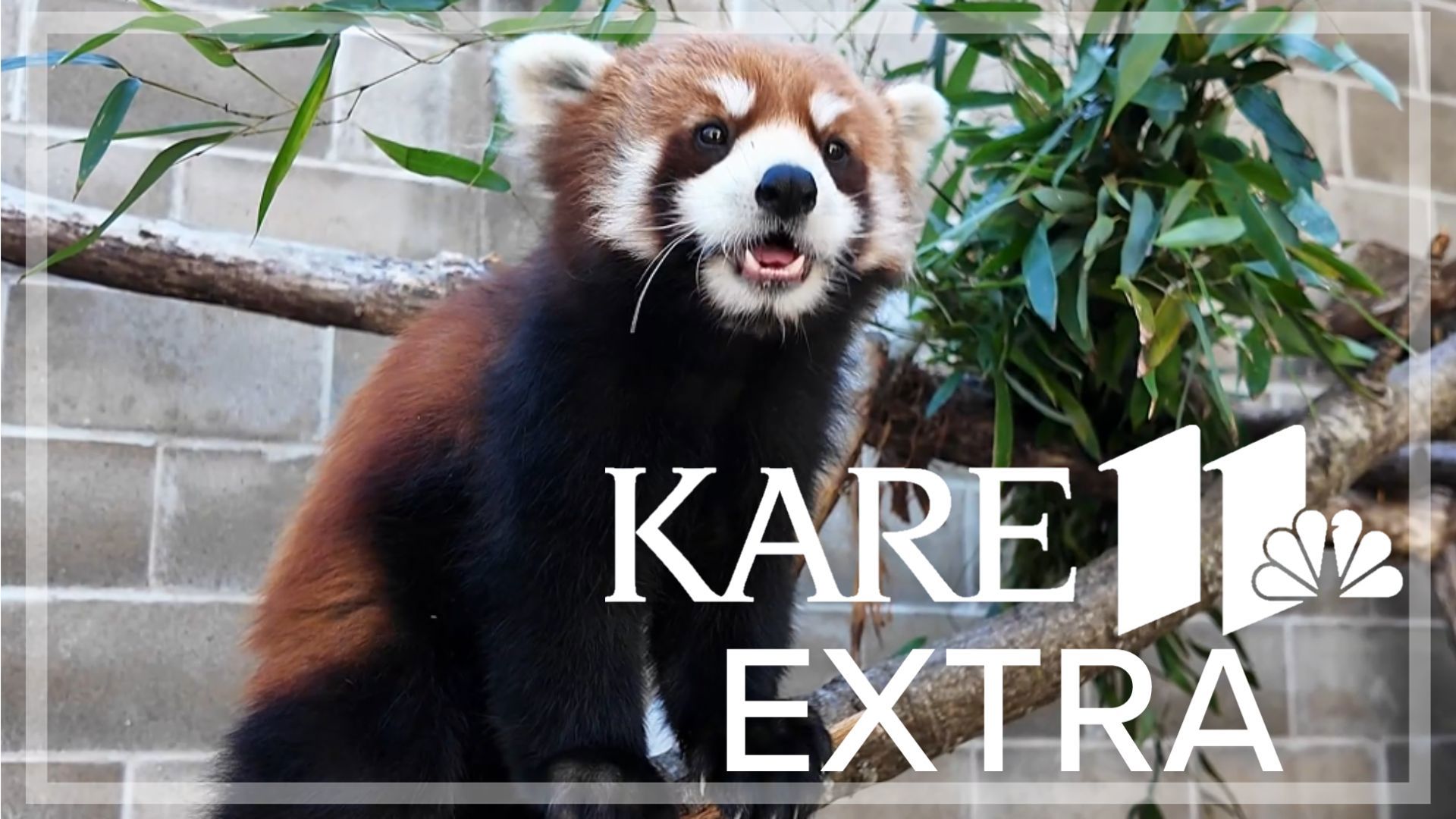 The popular red pandas are back at the Minnesota Zoo and they have a brand-new habitat and two other species that will share the space. 