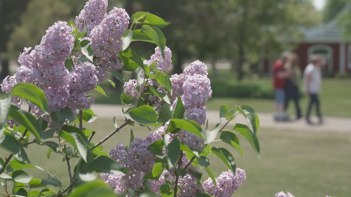 'Lilac labyrinth' visitors donate thousands to local veteran - Vimarsana News