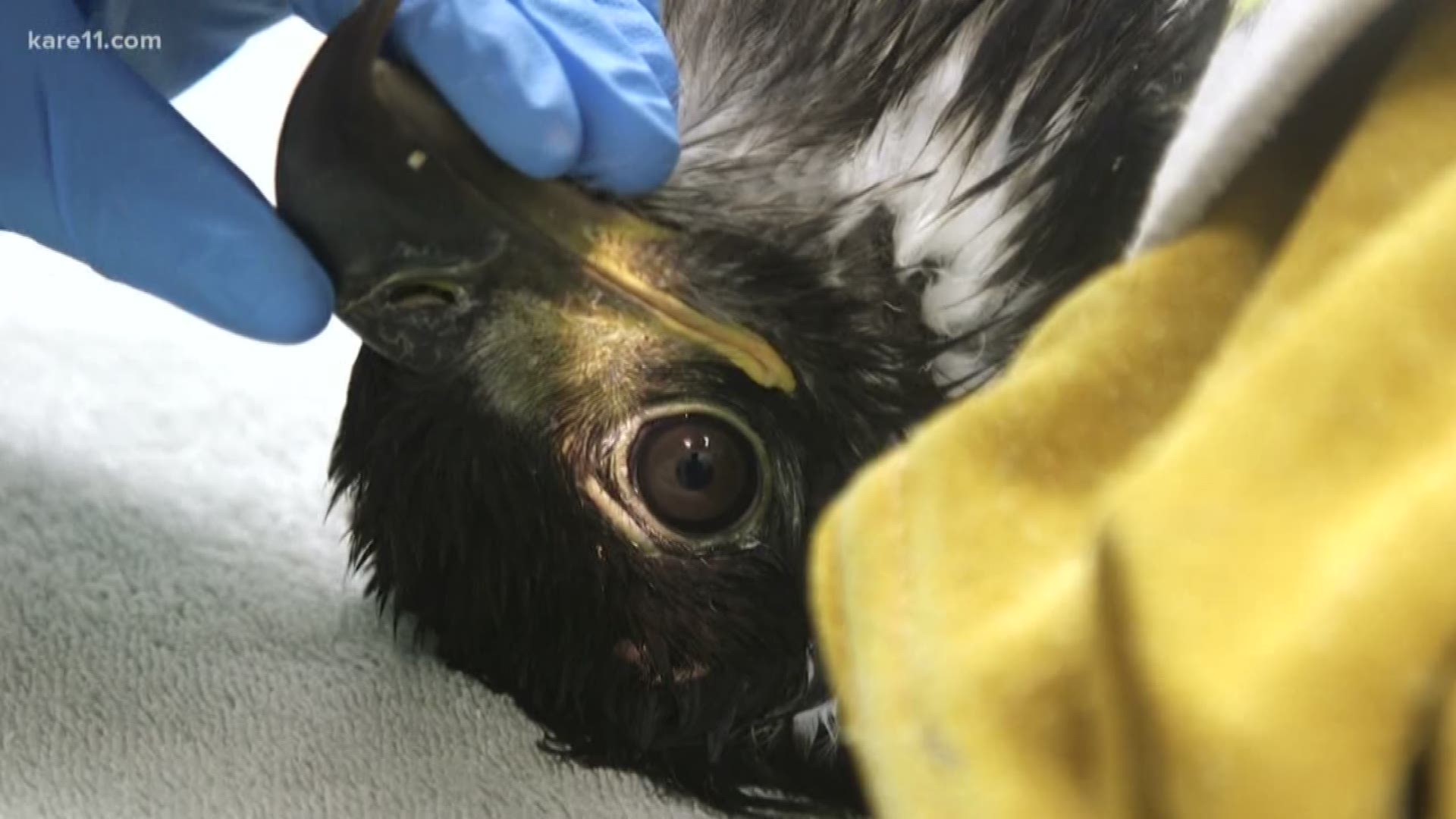 A record number of eaglets have been admitted to The Raptor Center this year. We got a look at the journey toward rehabilitation. https://kare11.tv/2Kn6po0