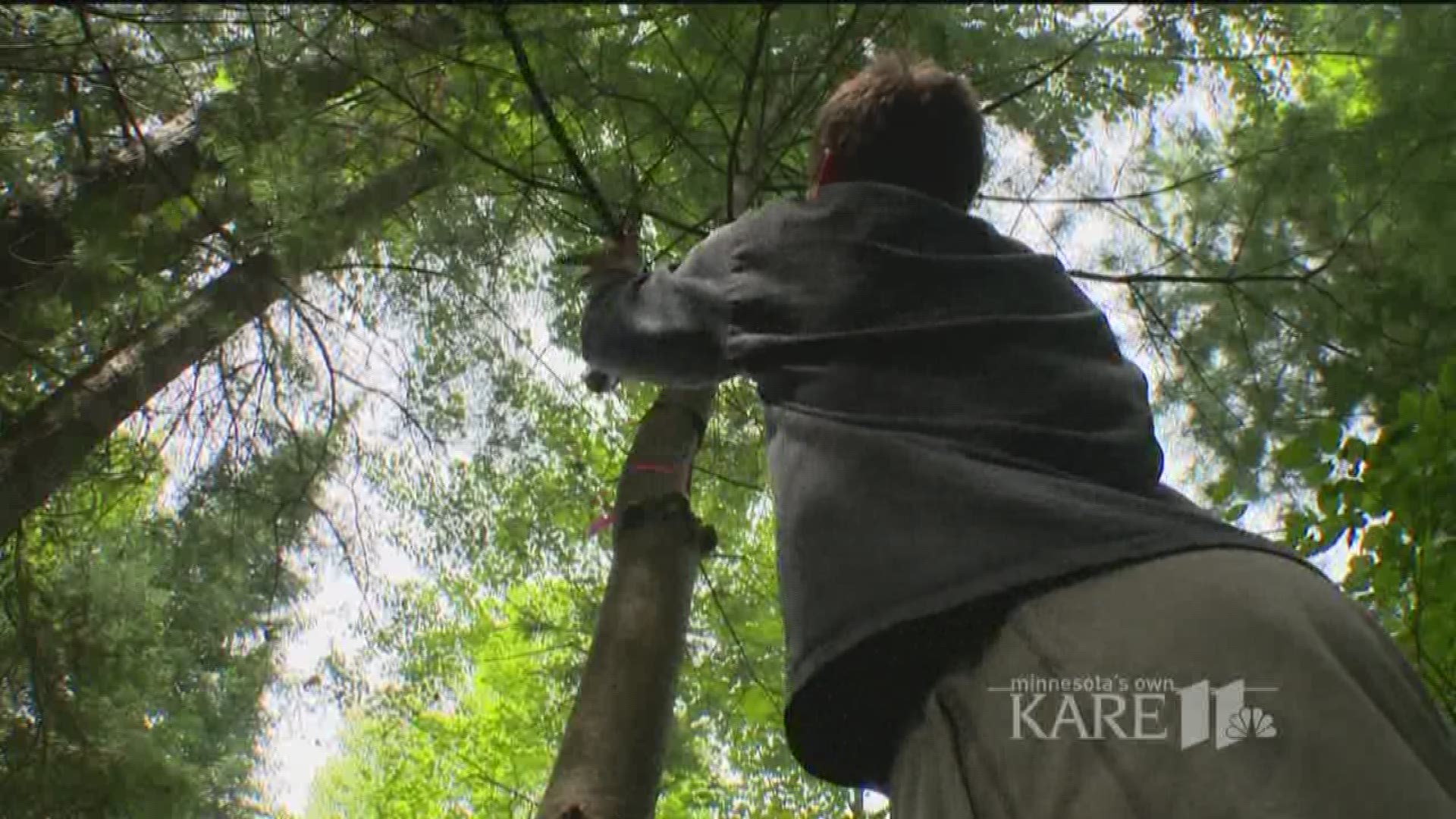 If you listened closely to the woods north of Grand Rapids this summer, you could hear modern-day lumberjacks trimming white pines; if you captured a glimpse through the thick growth, you might be surprised to learn they were all teenagers. http://kare11.