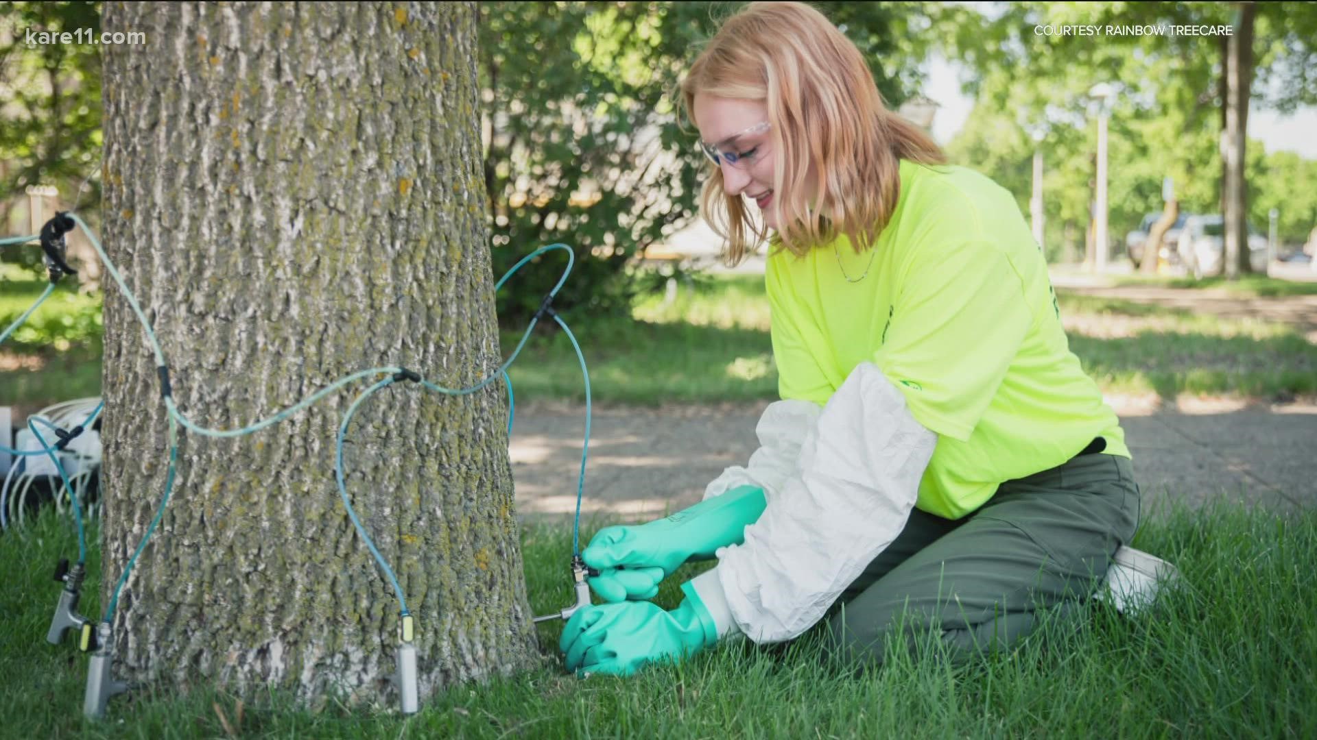 We've known for a long time that emerald ash borer has been a problem. Now is the time to decide to either save or cut down your ash trees