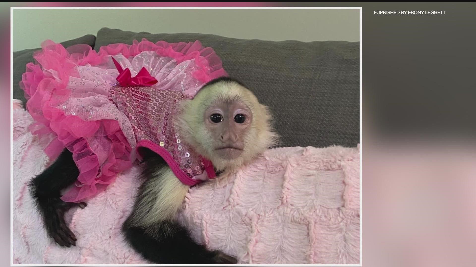 Maplewood Police say the victim left a capuchin monkey named Coco Chanel inside her vehicle, and when she returned, the monkey and pink carrier were missing.