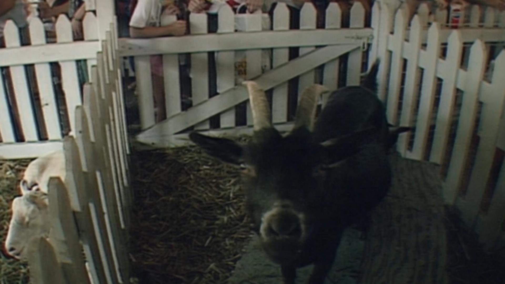 This organization wasn’t just for farmers, even back in the 90s. Follow one young showman as he gets his animals ready for the ring.