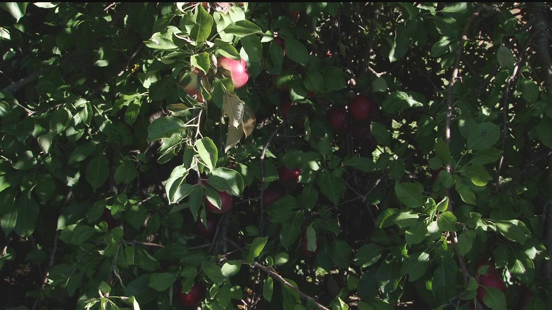 'Tis the season for a crisp, ripe apple. But what goes into growing the perfect fall fruit?