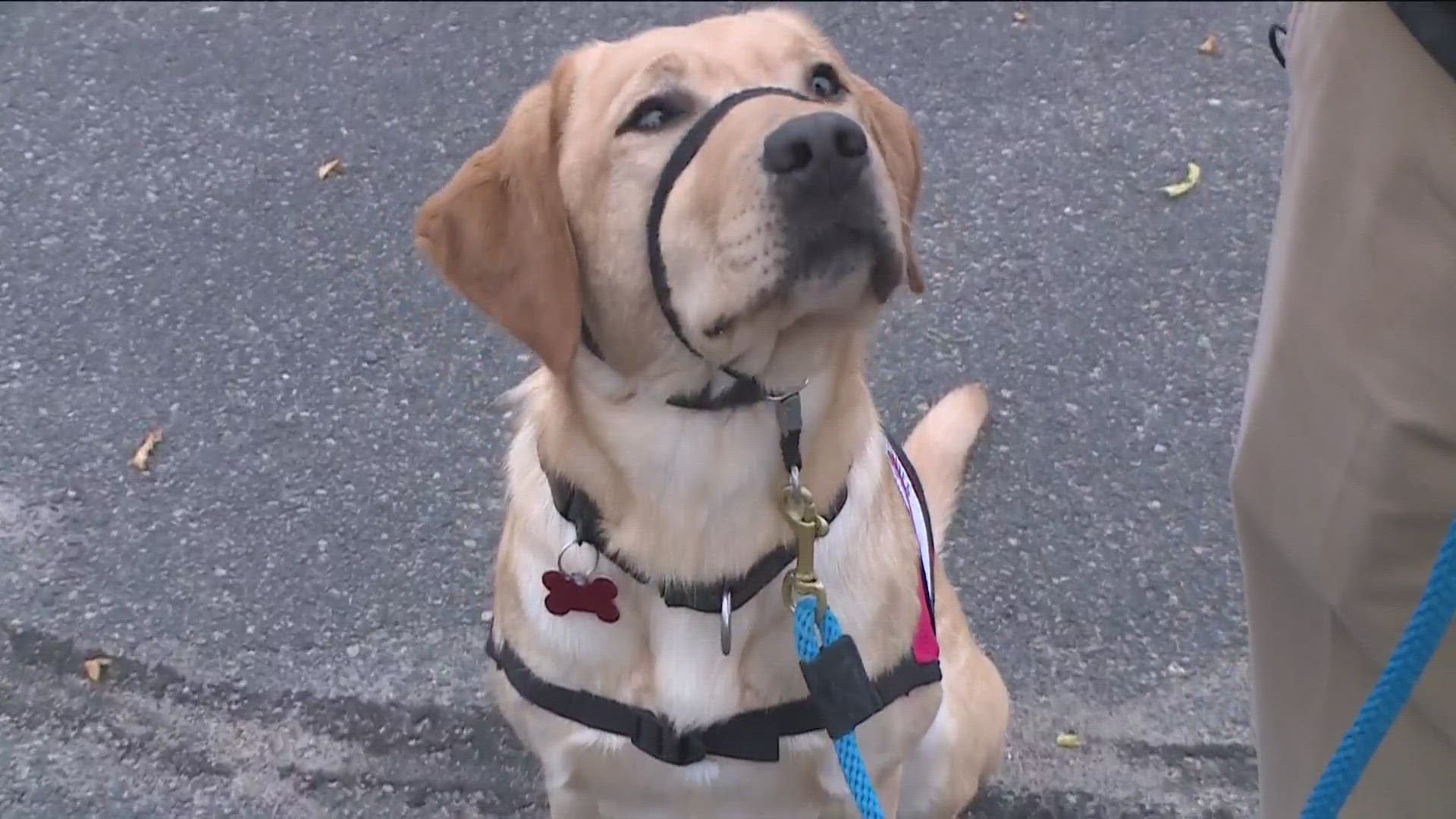 The outdoor event includes live music, a dog costume contest, dog-centric vendors, an assistance dog demonstration, prizes, and a one-mile walk.