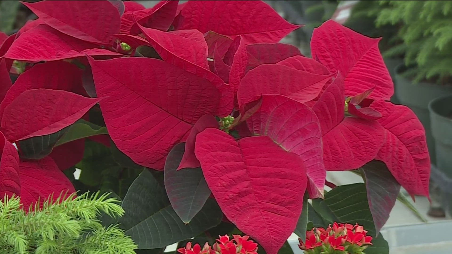 Poinsettia plants best sale and dogs