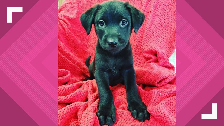 Adoptable puppies from Midwest Animal Rescue & Services 