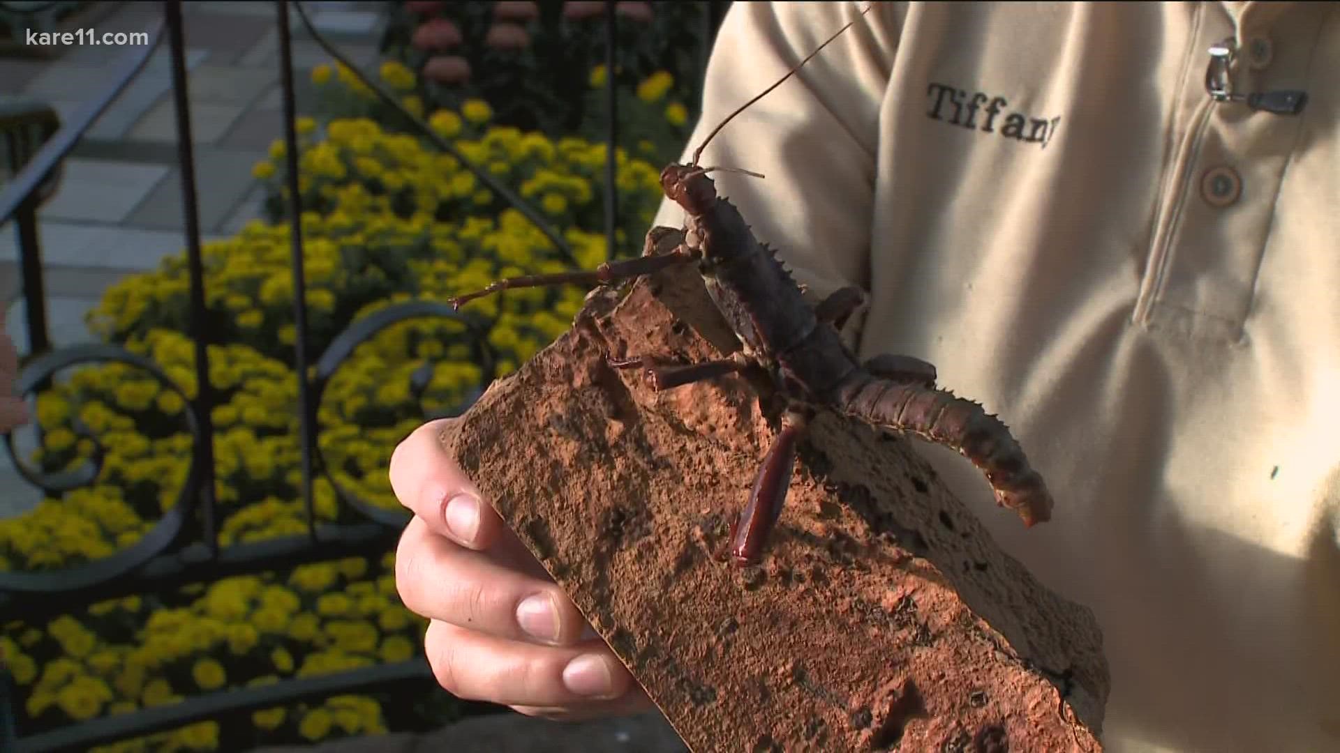 Get up close and personal with some of the creepy crawlies at the Como Park Zoo & Conservatory this Halloween!