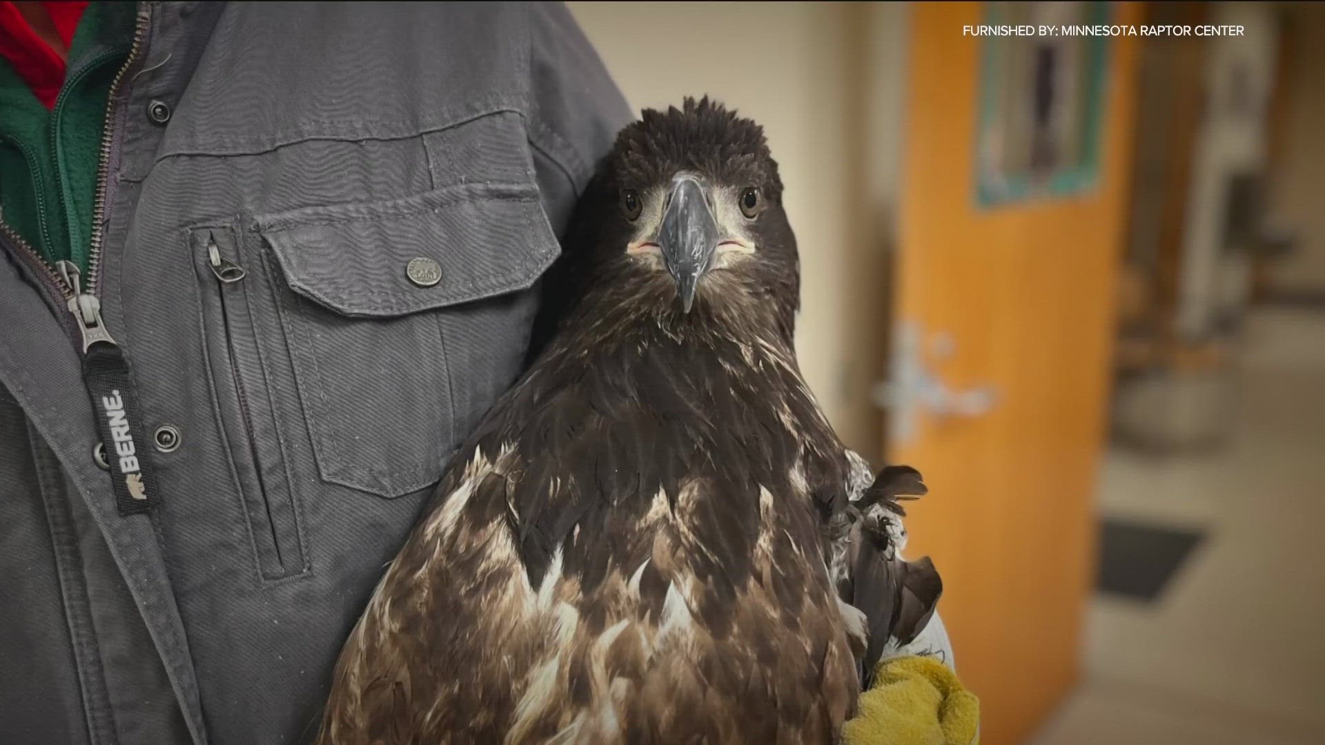 The University of Minnesota's Raptor Center is currently waiting to release 11 eagles until more waterways freeze over.