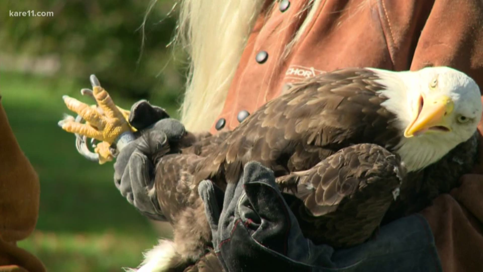 Eagle injured in fight is released back into the wild after 74 days rehabilitating at The Raptor Center in St. Paul