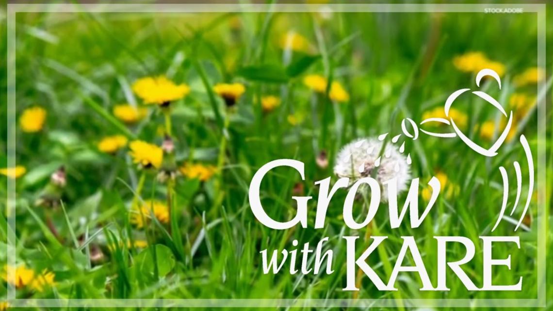 Grow with KARE | Using vinegar to kill weeds | kare11.com