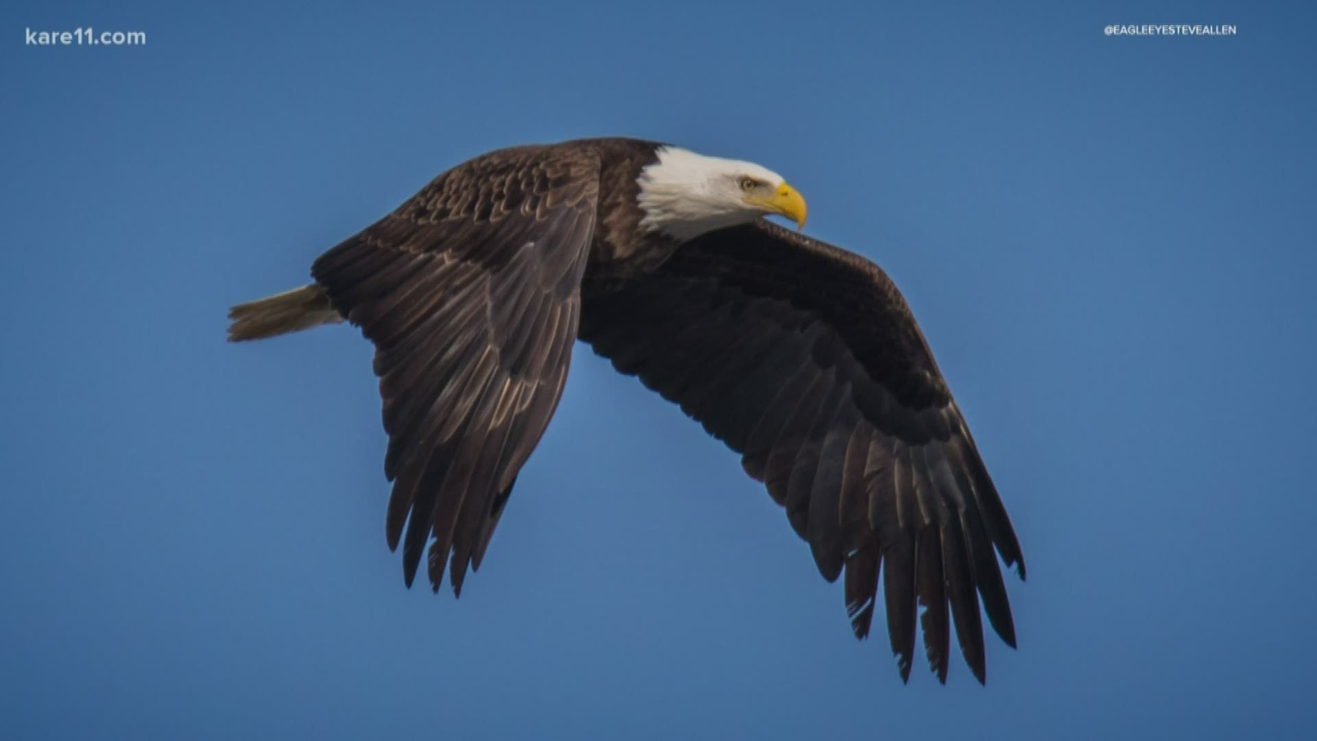 Those researchers from UW-Madison says it could be connected to the fatal Wisconsin River Eagle Syndrome.