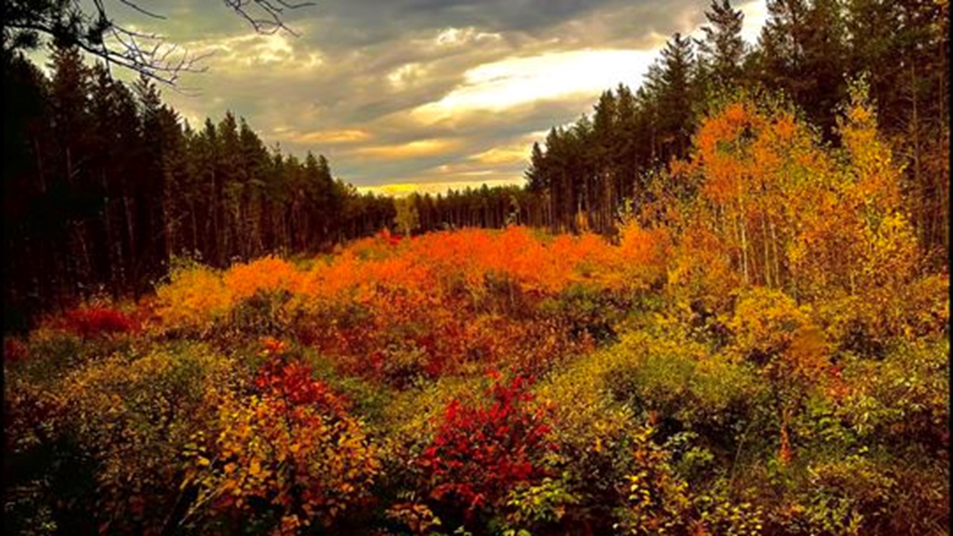 The fall color report suggests this may be THE WEEKEND for checking out the foliage in parts of northern and north-central Minnesota, as well as northwestern WI.