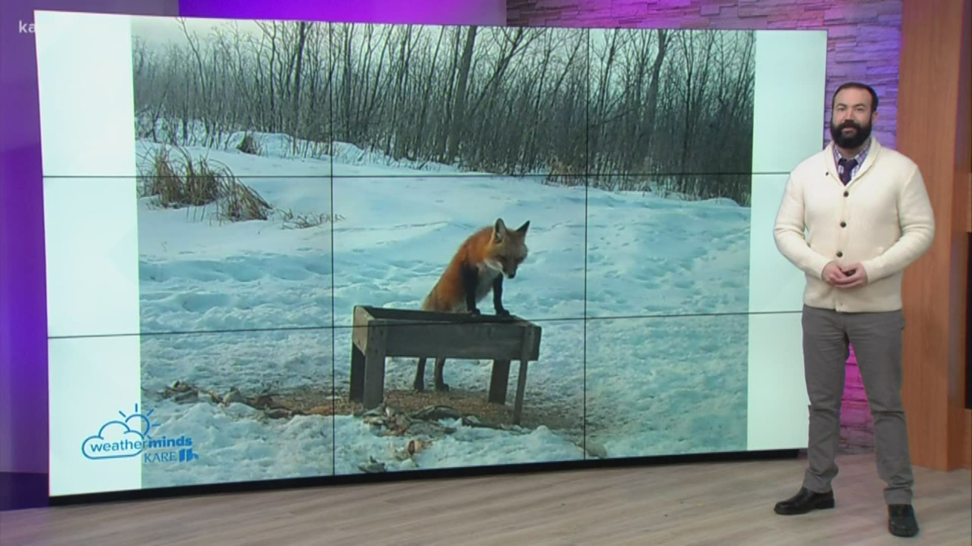 Grow with KARE: Seeing more foxes around