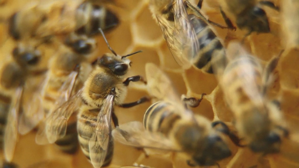 Minnesota beekeepers say new bee vaccine will help, but isn't the cure to all their problems - Vimarsana News