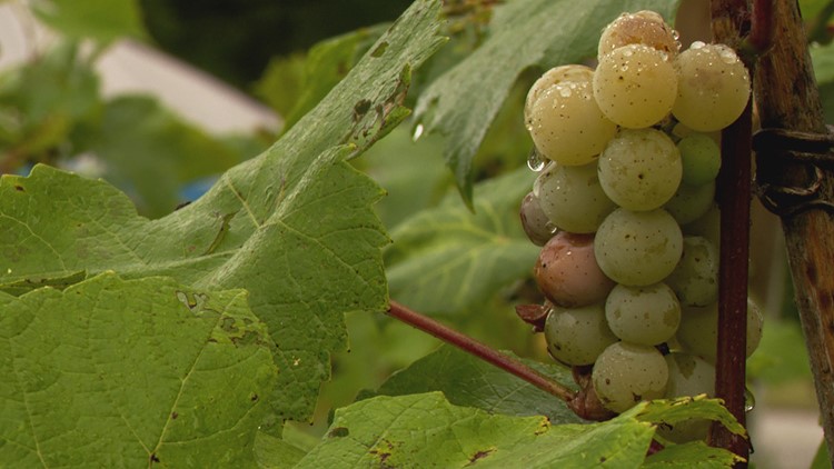 Wisconsin wine: Picking grapes at a Prescott vineyard