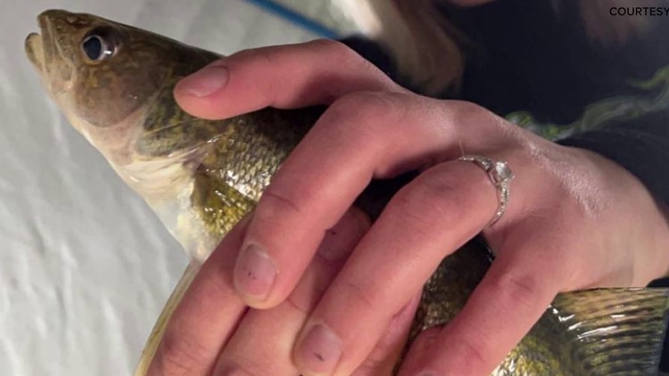 MN couple plays it cool; gets engaged on ice