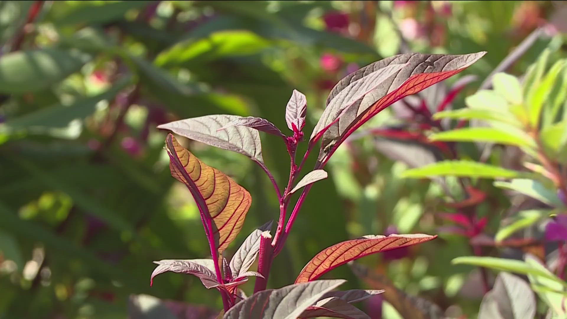 The new Hmong Garden Gallery at the Arboretum is put together with seeds and plants brought here more than 40 years ago when a family came to the U.S. from Vietnam.