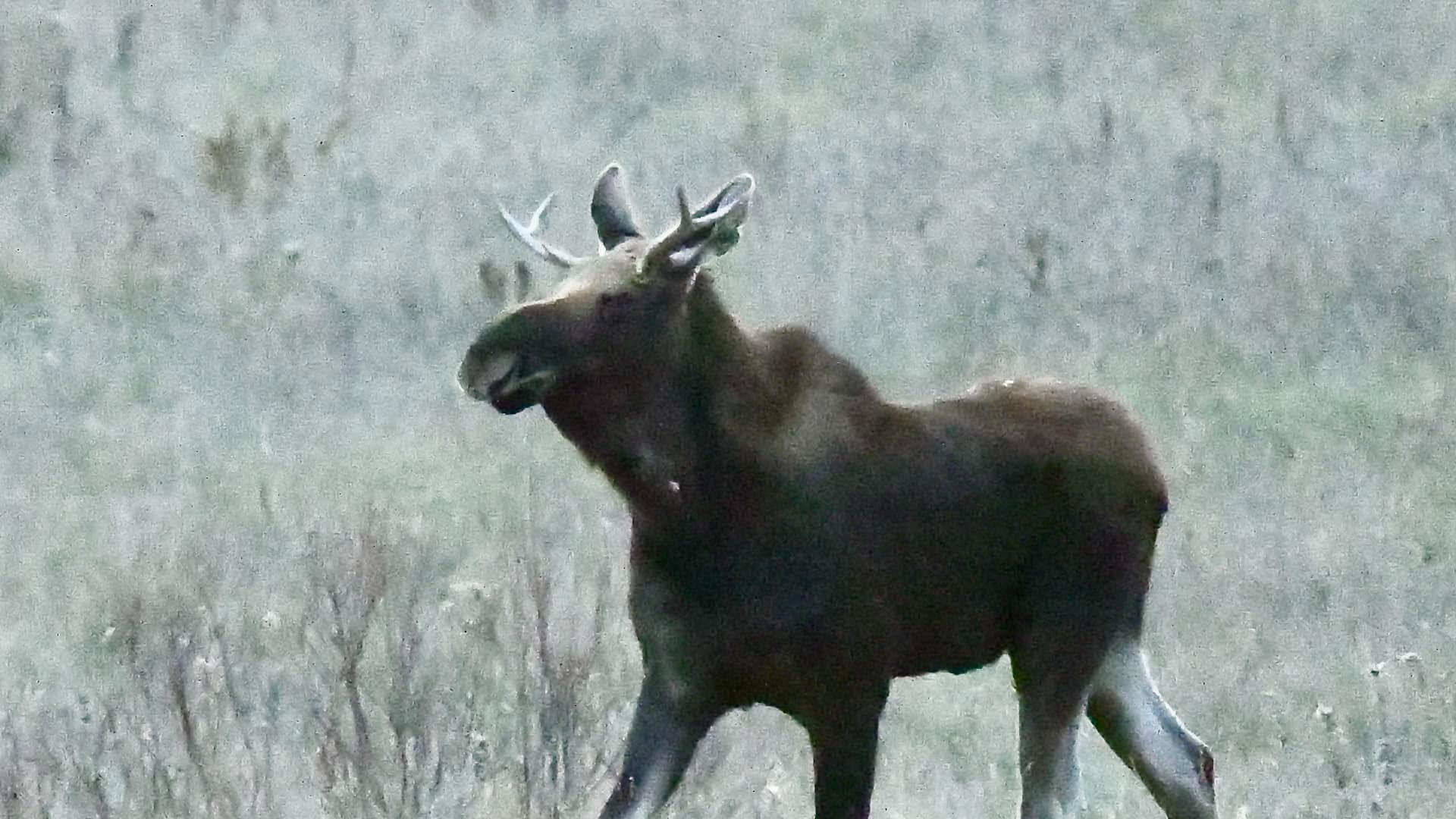 Righteous Moose 'Rutt' the moose attracts a following as he wanders Minnesota | kare11.com