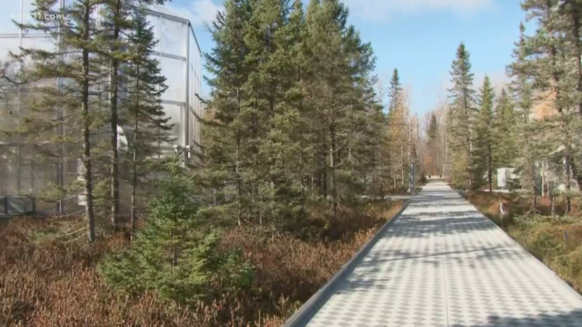 Researchers in northern Minnesota are doing a first of its kind climate change experiment.