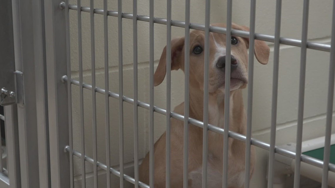 Minneapolis animal shelter changes hours | kare11.com