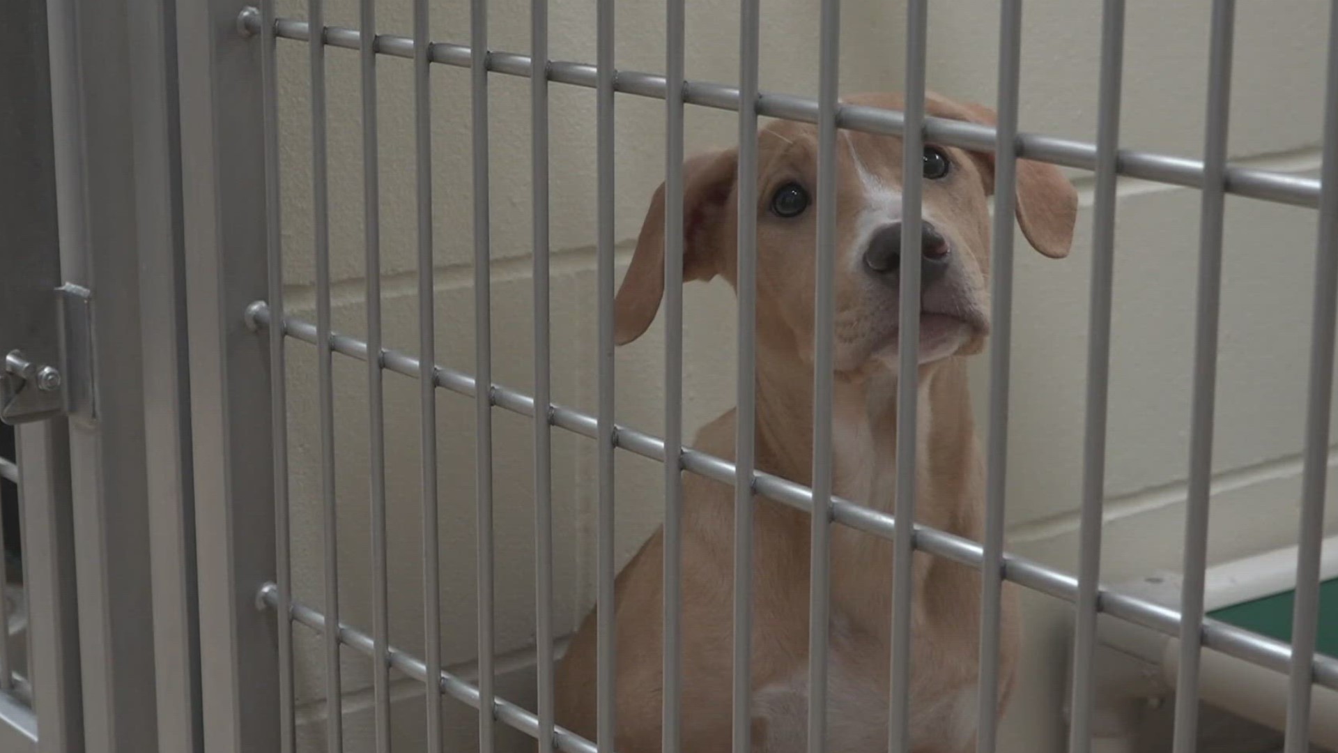 Officials with the Minneapolis Animal Care and Control say adoptions are up, but its not enough to make up for the increase in animals coming into the shelter.