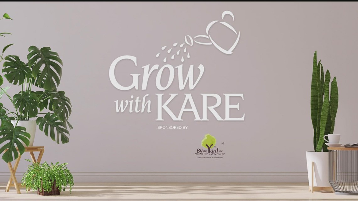 Grow with KARE: Dusting your houseplants