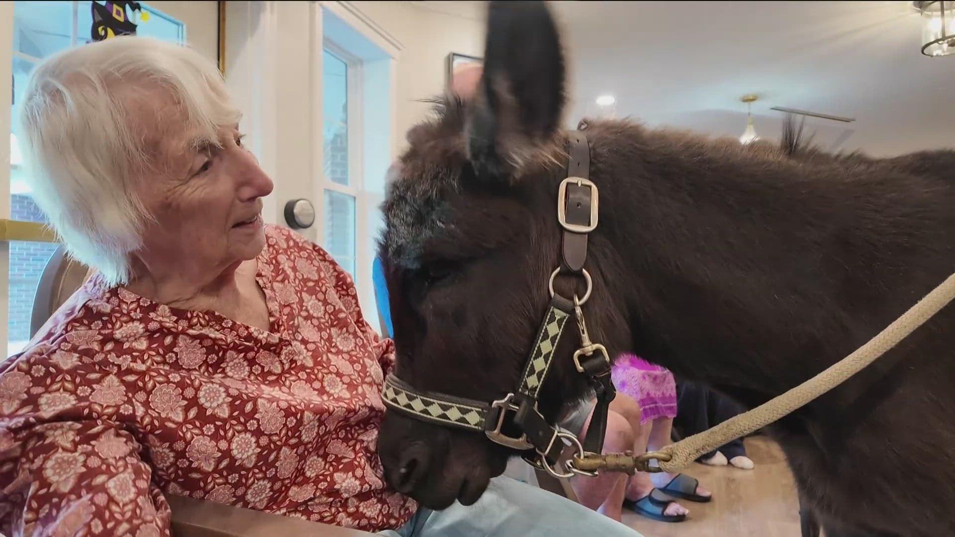 The therapy donkey visits organizations across Minnesota giving people a chance to put their minds at ease.