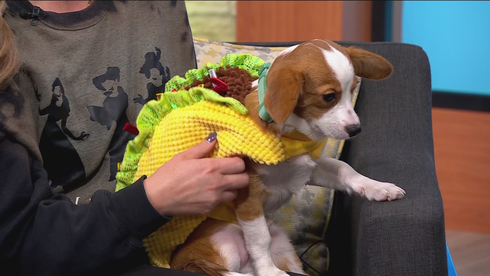 Secondhand Hounds stopped by KARE 11 with advice to make sure the holiday isn't scary for your pet.