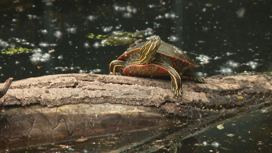 Minnesota outlaws trapping turtles for profit - Vimarsana News