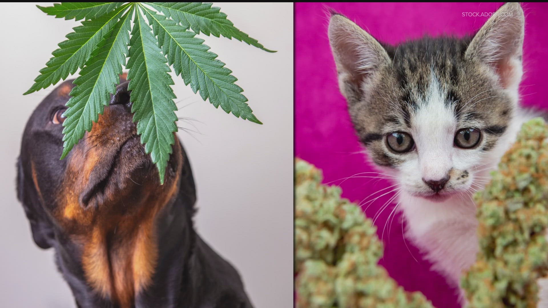 If your dog or cat accidentally gets into a stash of edibles or a marijuana plant, a veterinary toxicologist shares the best course of action.