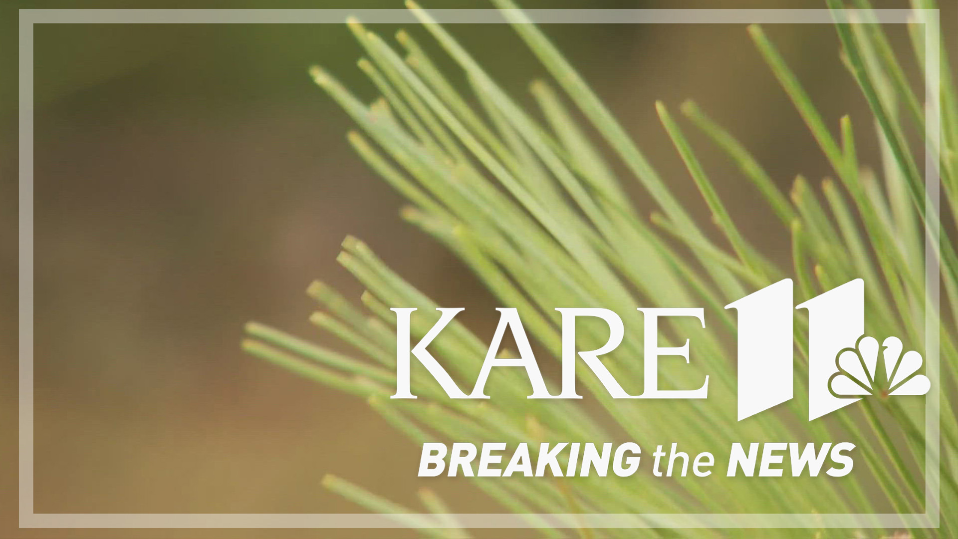 Volunteers have gathered pine needles from across the state, and they will be compared to a unique museum archive to see how pervasive PFAS have become in the air.