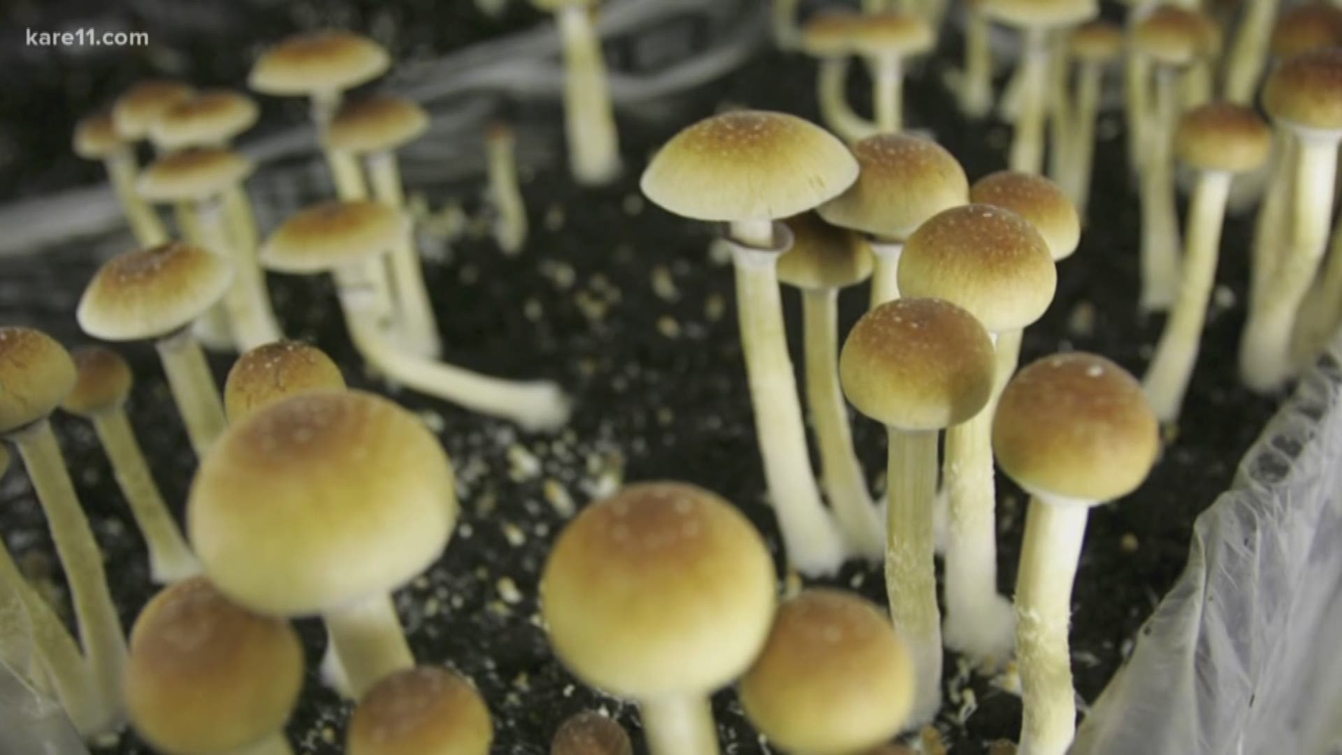 A world-renowned medical school will begin studying the potential medicinal effects of psychedelic drugs.