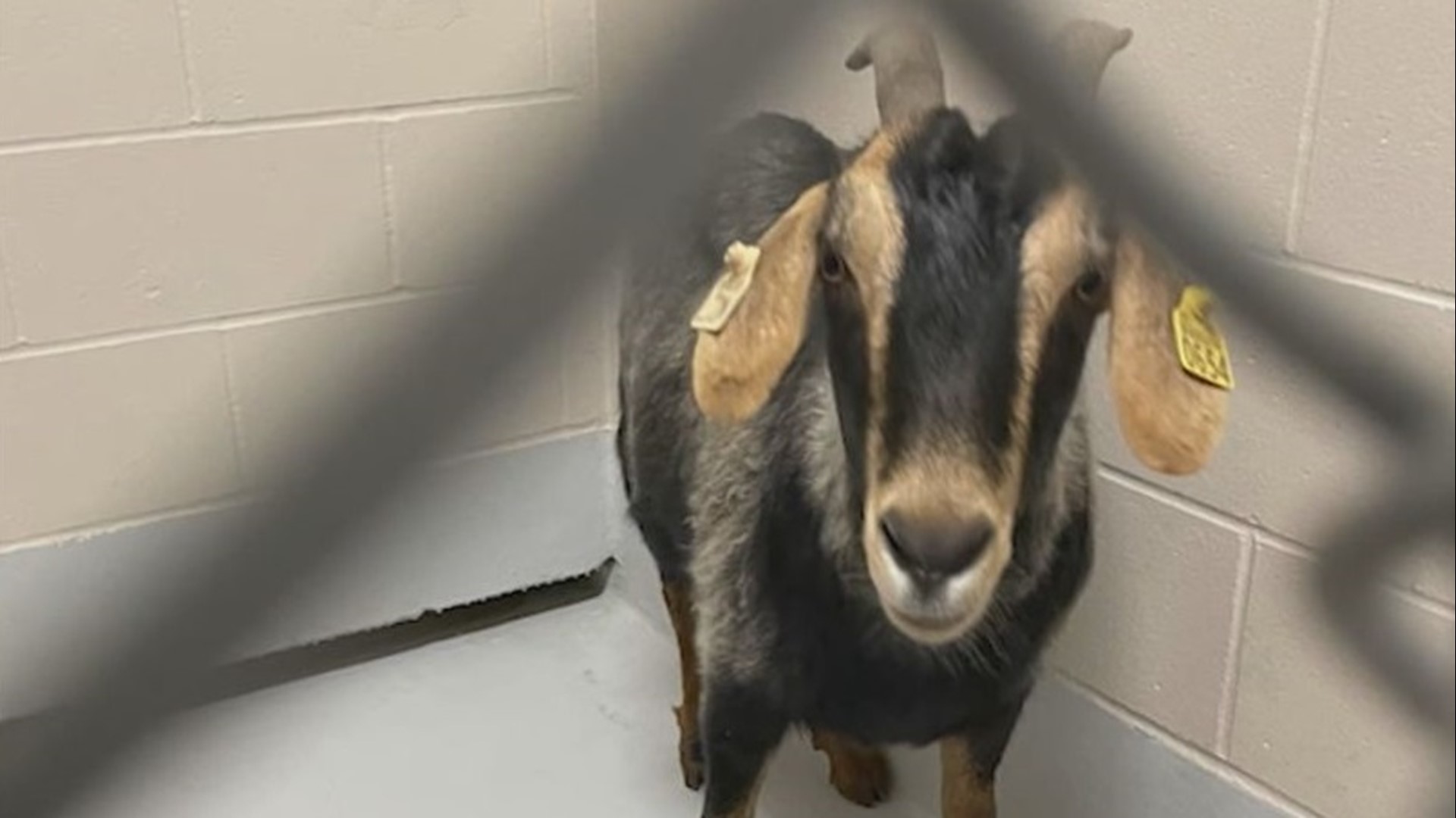 Deputy Tyler Heiden displayed some serious cowboy skills on Sunday, making a lasso from some borrowed rope and using it to capture a fugitive goat.
