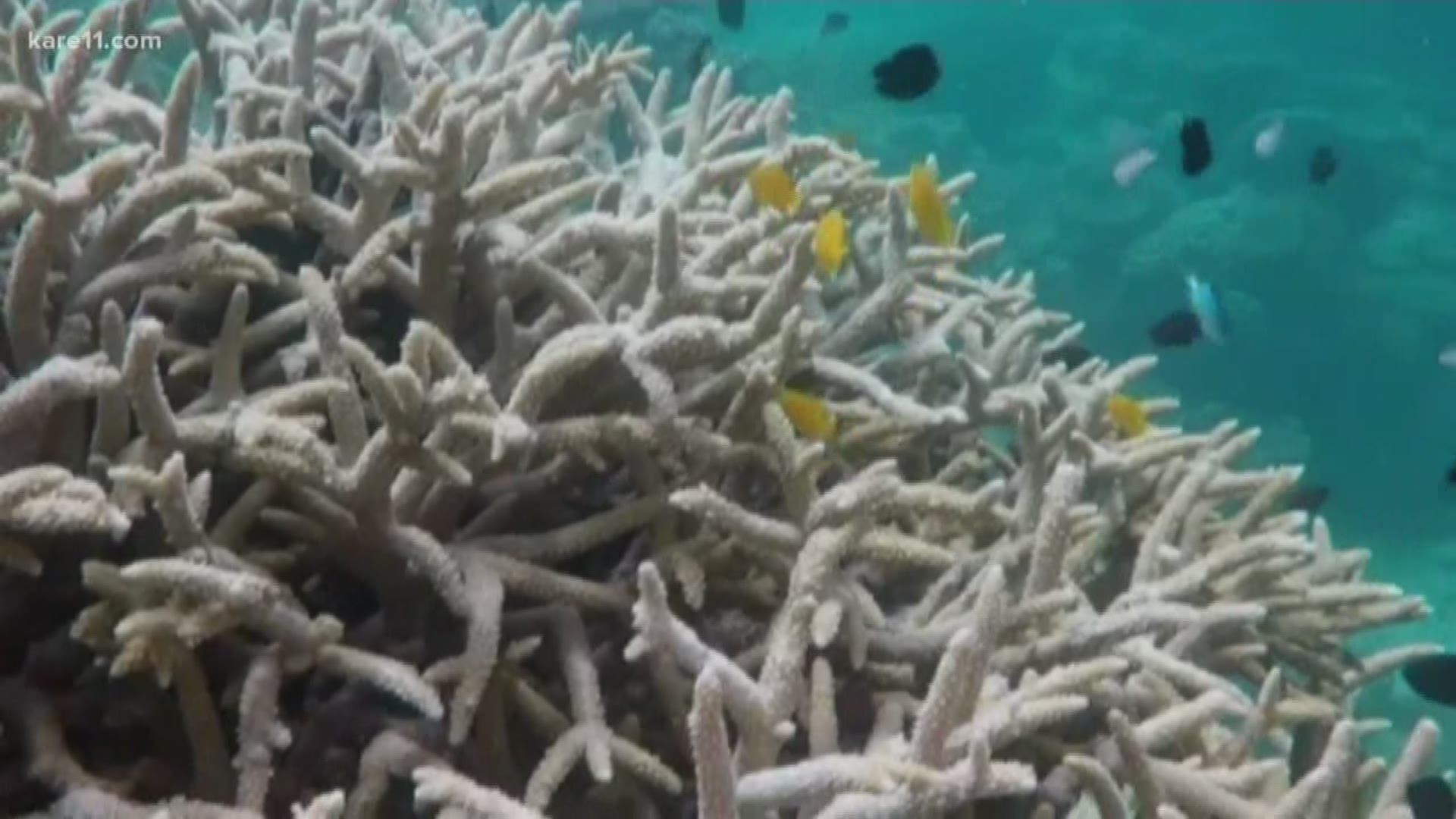 Parts of the Reef continue to die off as the ocean warms.